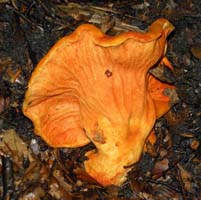 Hypomyces lactifluorum.